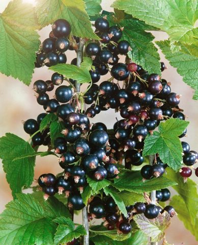 Red and black currants: the best varieties for the Urals