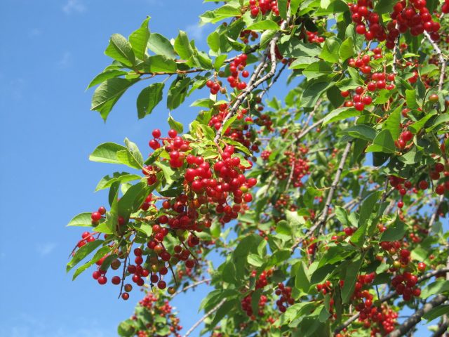 Red bird cherry: benefits and harms