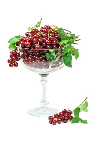 Red bird cherry: benefits and harms