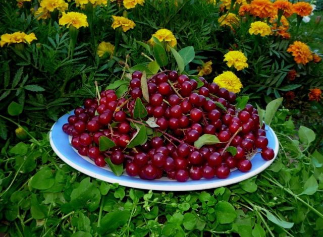 Red bird cherry: benefits and harms