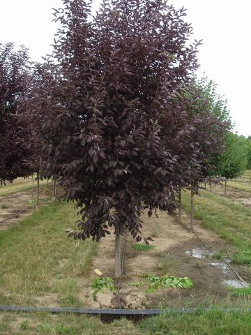 Red bird cherry: photo and description