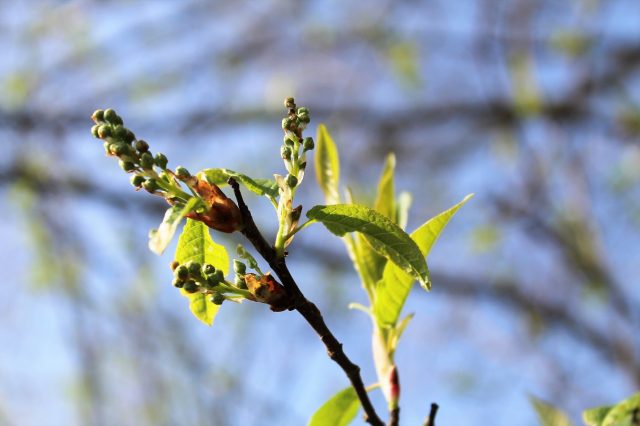 Red bird cherry: photo and description