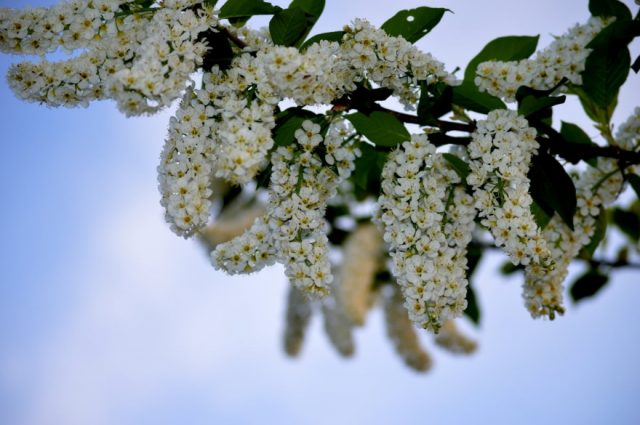 Red bird cherry: photo and description