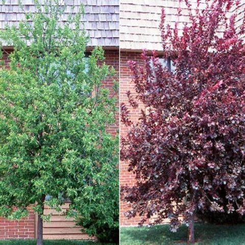 Red bird cherry: photo and description