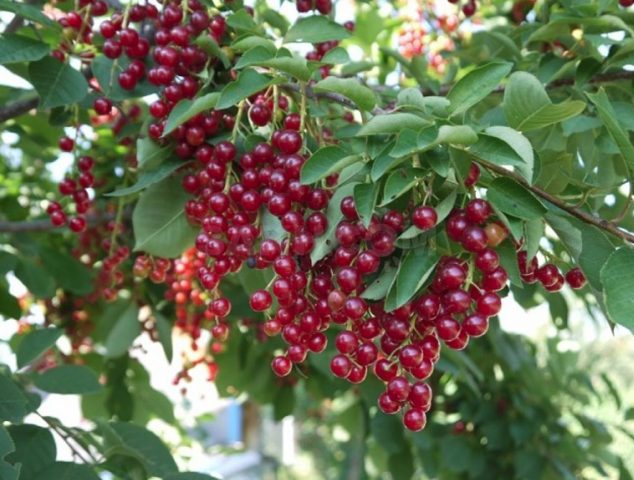 Red bird cherry: photo and description