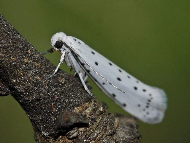 Red bird cherry: photo and description