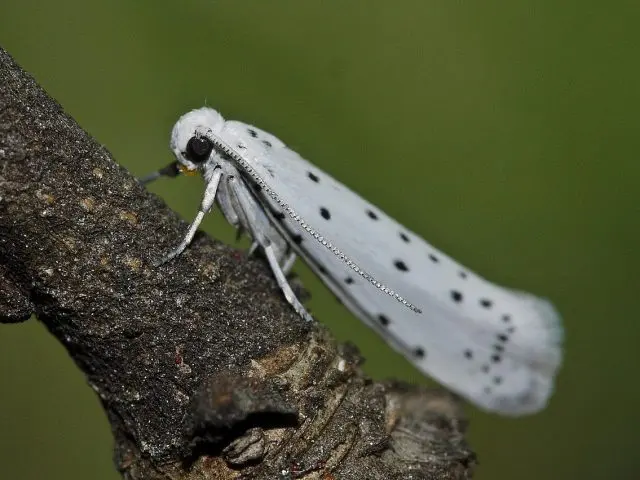 Red bird cherry: photo and description