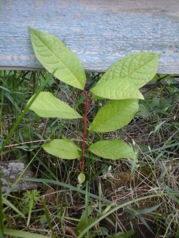 Red bird cherry: photo and description