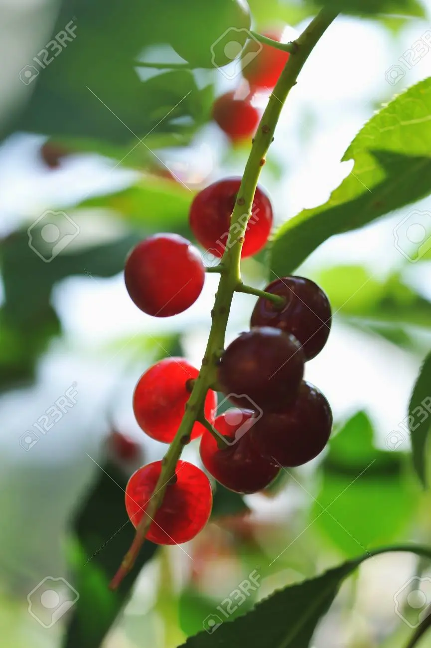 Red bird cherry: photo and description