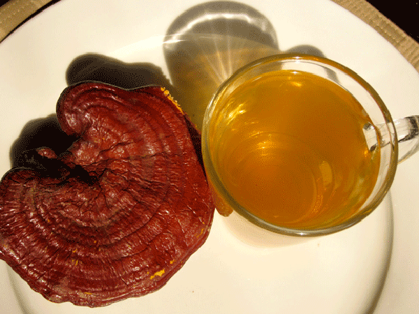 Red, black, green tea with reishi mushroom: benefits and contraindications, doctors reviews