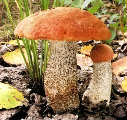Red boletus (Leccinum aurantiacum) photo and description