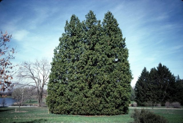 Red Canadian cedar