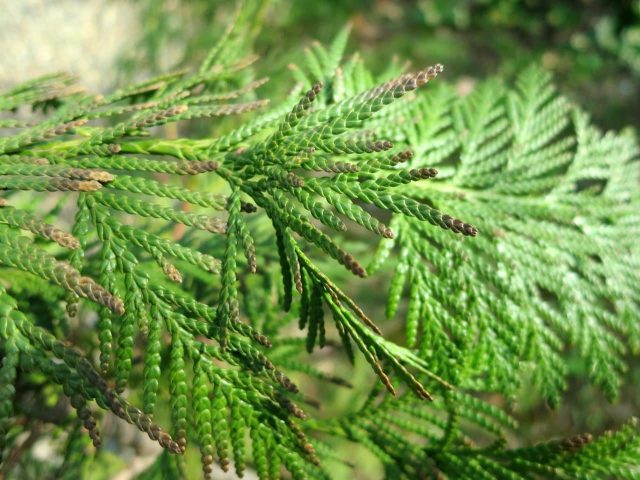 Red Canadian cedar