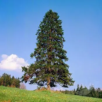 Red Canadian cedar