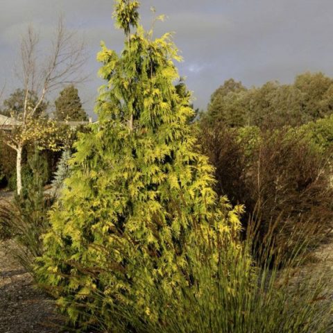 Red Canadian cedar