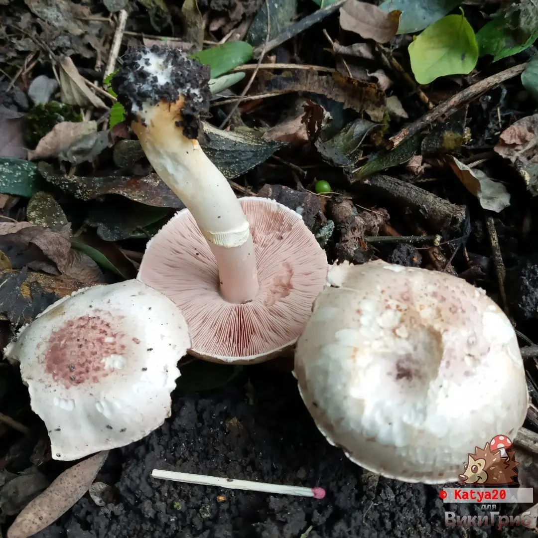 Red champignon (Agaricus semotus) photo and description