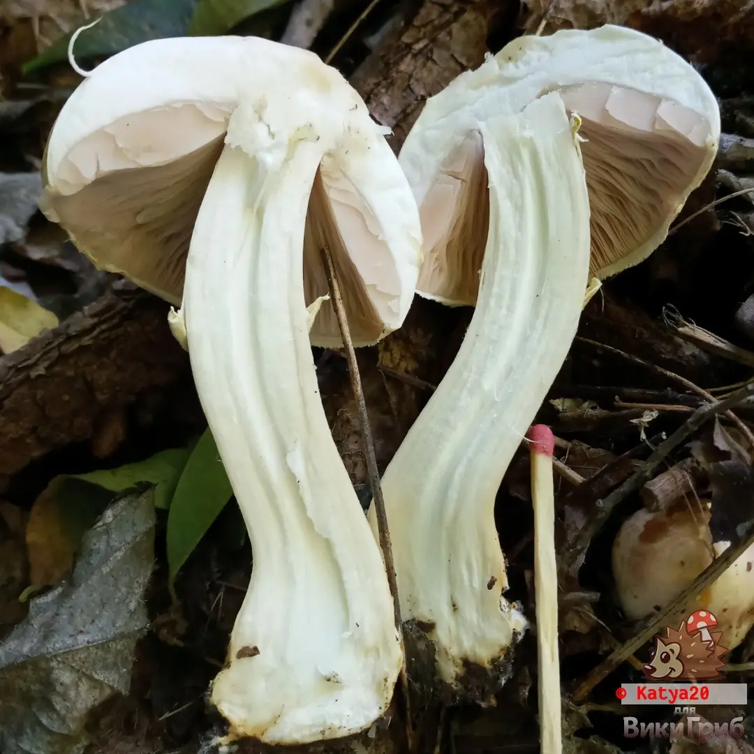 Red champignon (Agaricus semotus) photo and description