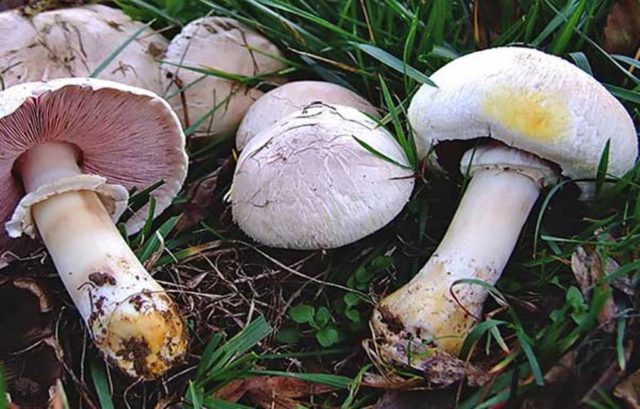 Red champignon (yellow-skinned): description and photo