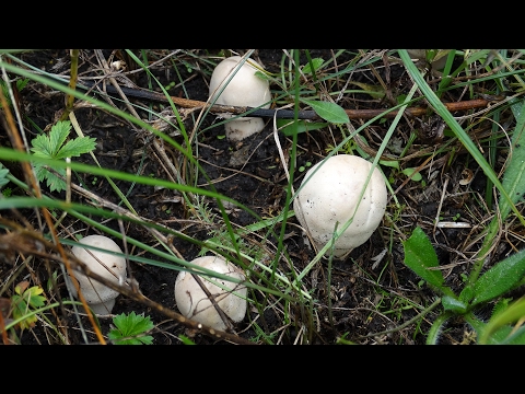 Red champignon (yellow-skinned): description and photo