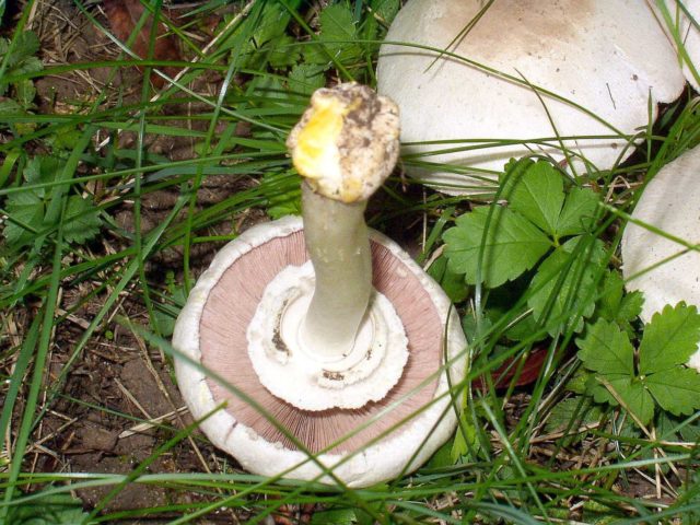 Red champignon (yellow-skinned): description and photo