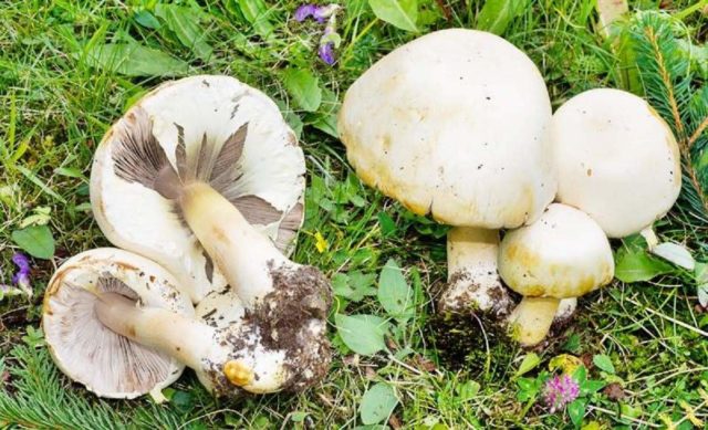 Red champignon (yellow-skinned): description and photo