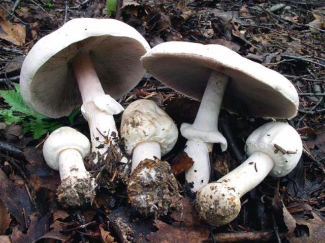 Red champignon (yellow-skinned): description and photo