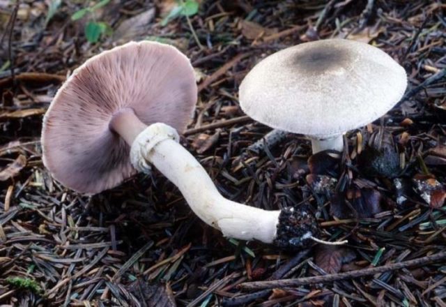 Red champignon (yellow-skinned): description and photo