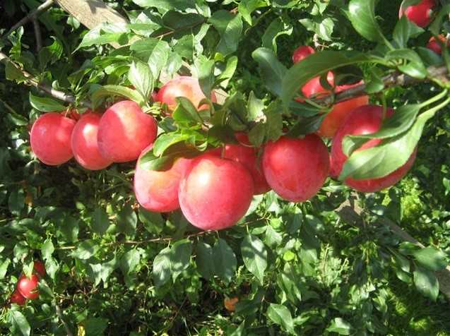 Red cherry plum: variety history, characteristics and description