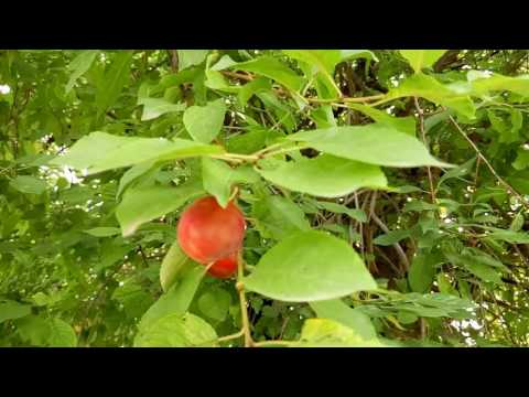 Red cherry plum: variety history, characteristics and description