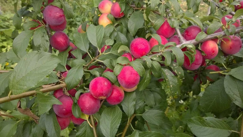 Red cherry plum: variety history, characteristics and description