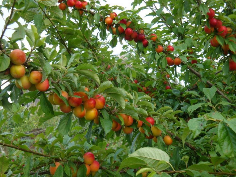 Red cherry plum: variety history, characteristics and description