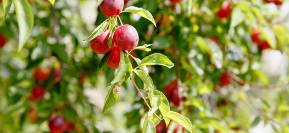 Red cherry plum: variety history, characteristics and description