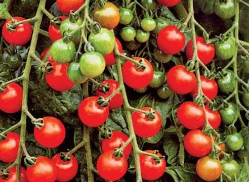 Red cherry tomato: variety description, photo, reviews