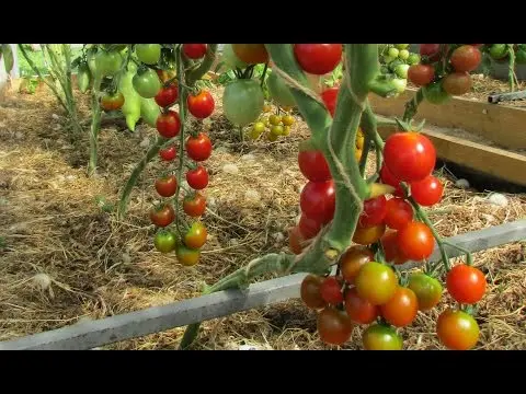 Red cherry tomato: variety description, photo, reviews