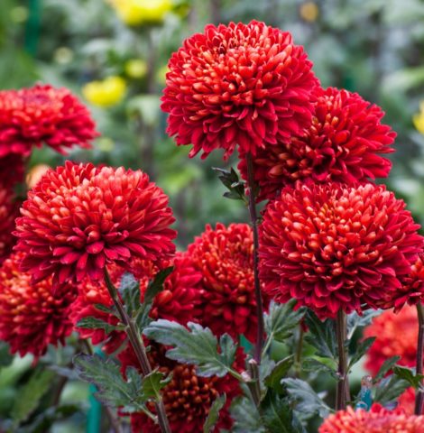 Red chrysanthemums: photo, description and varieties