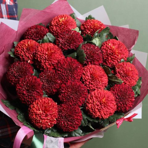 Red chrysanthemums: photo, description and varieties