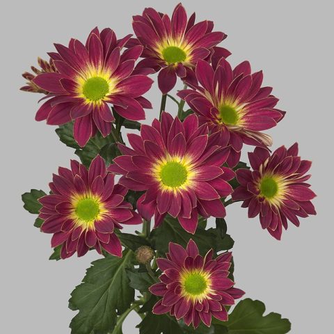 Red chrysanthemums: photo, description and varieties