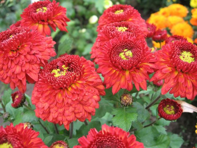 Red chrysanthemums: photo, description and varieties