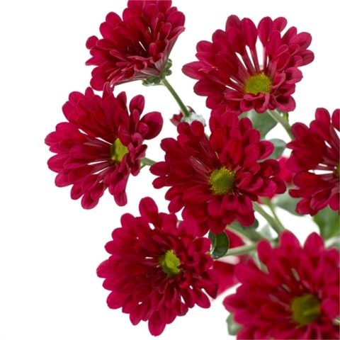 Red chrysanthemums: photo, description and varieties