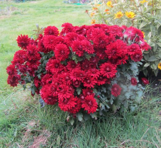 Red chrysanthemums: photo, description and varieties