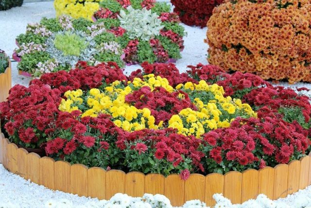 Red chrysanthemums: photo, description and varieties