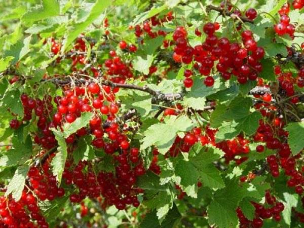 Red currant Beloved