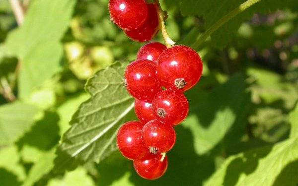 Red currant Beloved