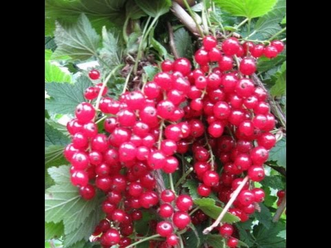 Red currant Beloved