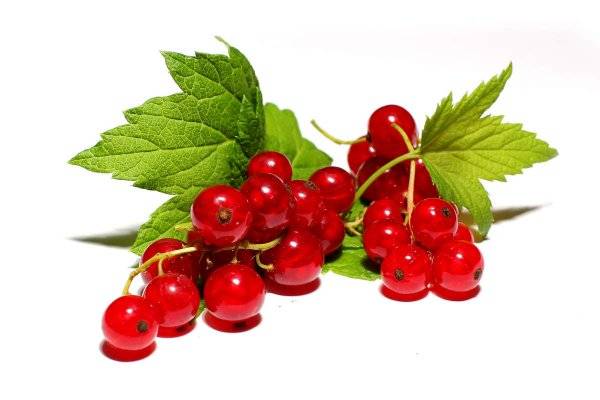 Red currant Beloved