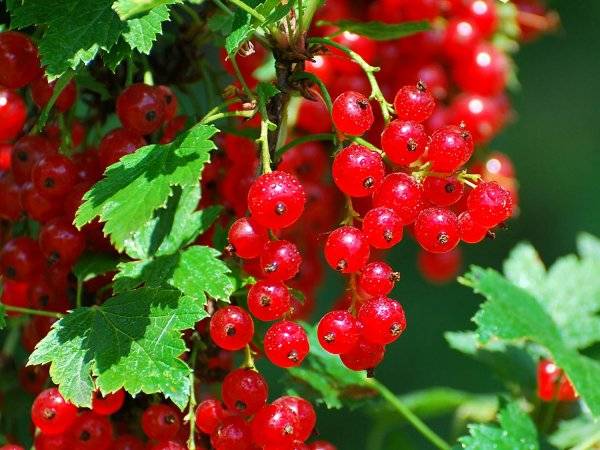 Red currant Beloved