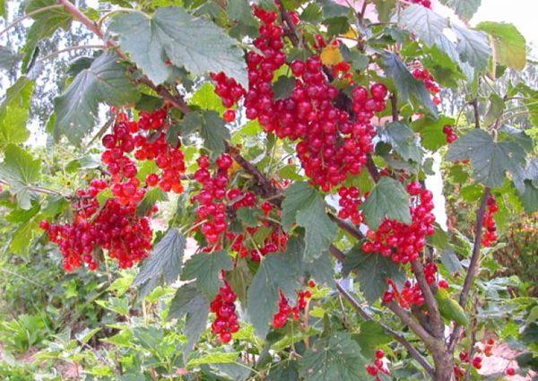 Red currant Beloved