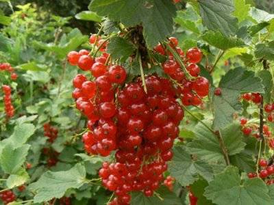 Red currant Beloved