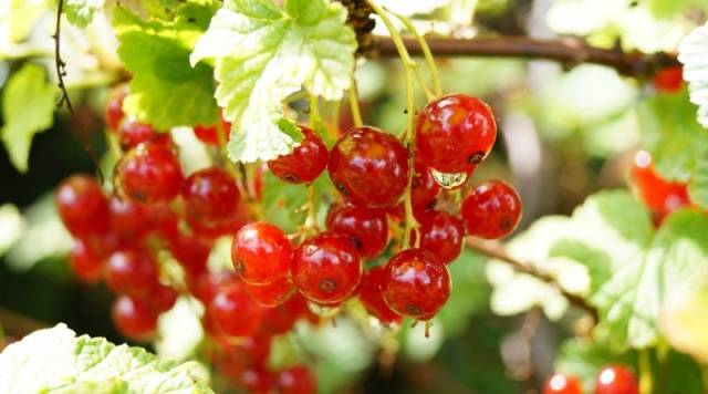 Red currant Beloved