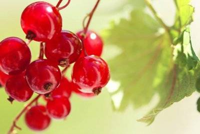 Red currant Beloved